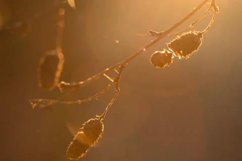Macro image of tree Stock Photos
