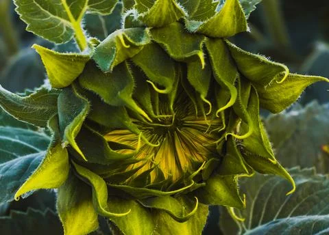 Macro image of an unopened sunflower bud showing fine details Stock Photos