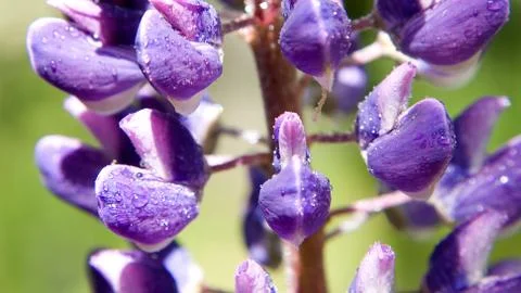 Macro image of a violet flower Stock Photos
