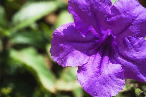 Macro image of violet flowers Stock Photos