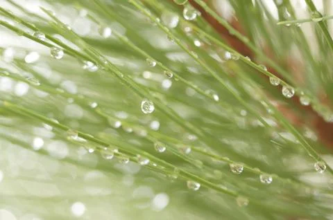 Macro Image of Water Drops on Pine Needles Stock Photos