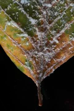 Macro image of white mold on tree leaf 스톡 사진