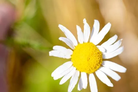 Macro image of a wild real chamomile Stock Photos