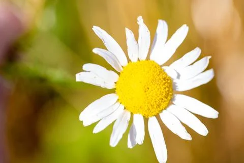 Macro image of a wild real chamomile Stock Photos