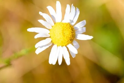 Macro image of a wild real chamomile Stock Photos