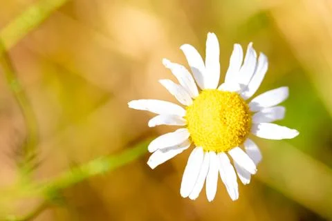 Macro image of a wild real chamomile Stock Photos
