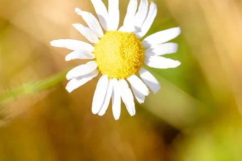 Macro image of a wild real chamomile Stock Photos