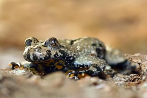 Macro image of yellow bellied toad Foto stock