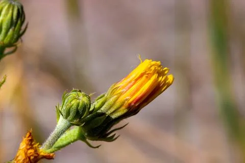 Macro image of a yellow closed flower Stock Photos