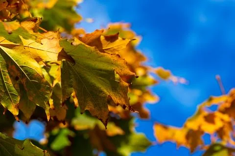 Macro image of yellow maple leaves in autumn Stock Photos
