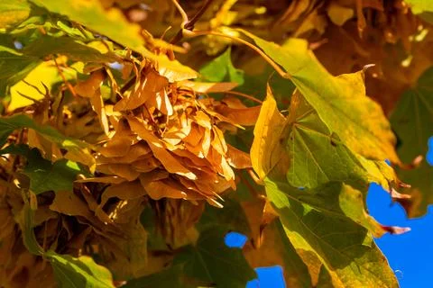 Macro image of yellow maple leaves in autumn Stock Photos