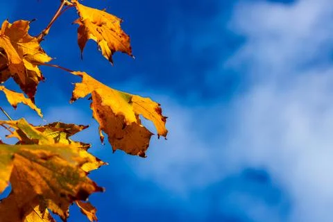 Macro image of yellow maple leaves in autumn Stock Photos