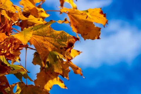 Macro image of yellow maple leaves in autumn Stock Photos