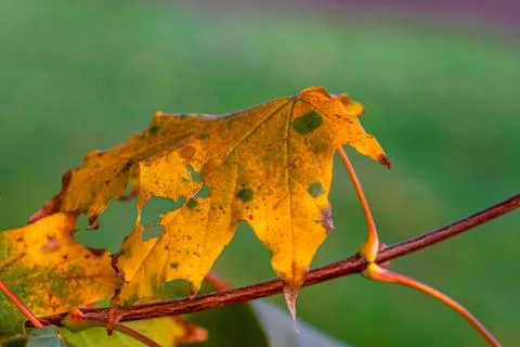 Macro image of yellow maple leaves in autumn Stock Photos