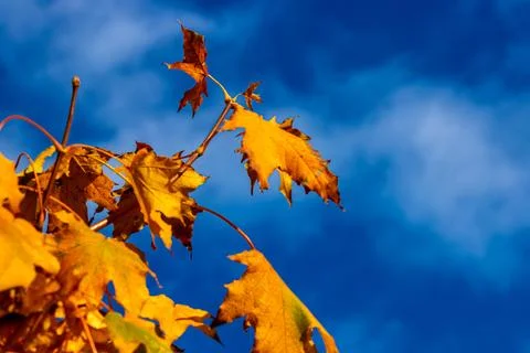 Macro image of yellow maple leaves in autumn Stock Photos