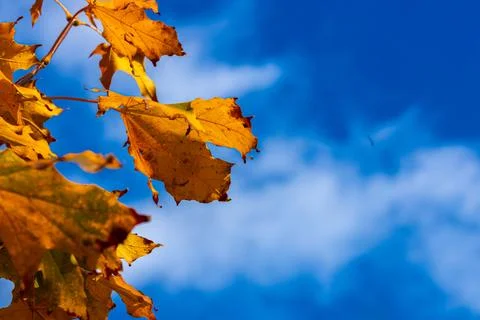 Macro image of yellow maple leaves in autumn Stock Photos