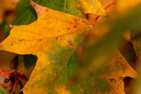 Macro image of yellow maple leaves in autumn Stock Photos