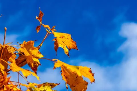 Macro image of yellow maple leaves in autumn Foto stock