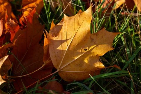 Macro image of yellow maple leaves in autumn Stock Photos