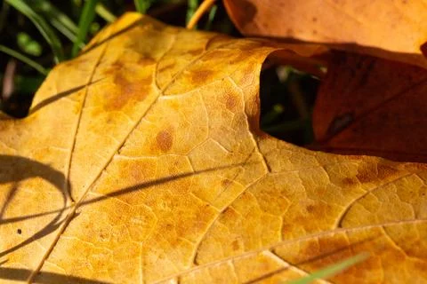 Macro image of yellow maple leaves in autumn Stock Photos