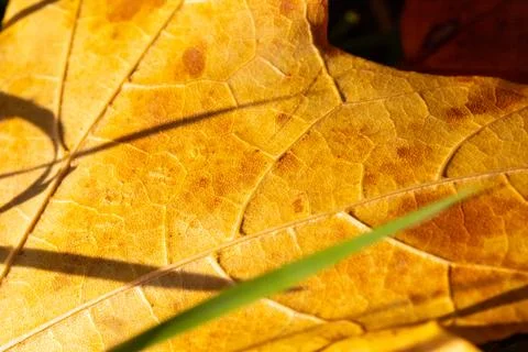 Macro image of yellow maple leaves in autumn Stock Photos
