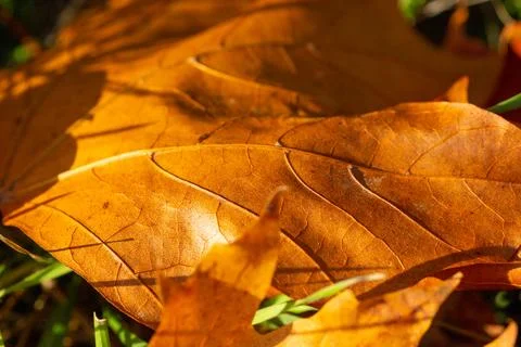 Macro image of yellow maple leaves in autumn Stock Photos