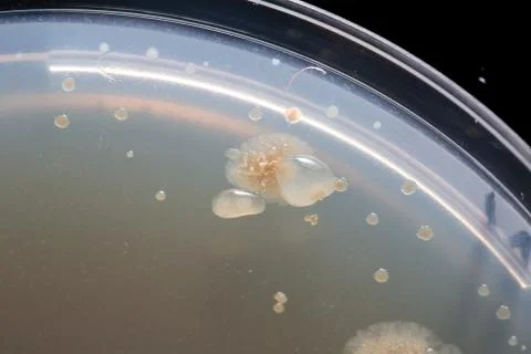 Macro imge of bacteria Stock Photos