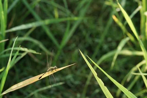 Macro insect 09147 Stock Photos