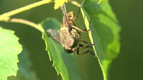 Macro insect 4k: Syrphus ribesii is very common Holarctic species of hoverfly Stock Footage
