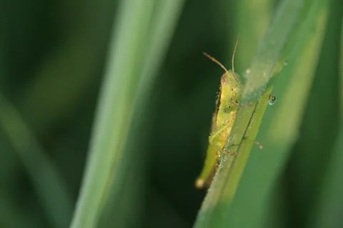 Macro insect 9031 Stock Photos