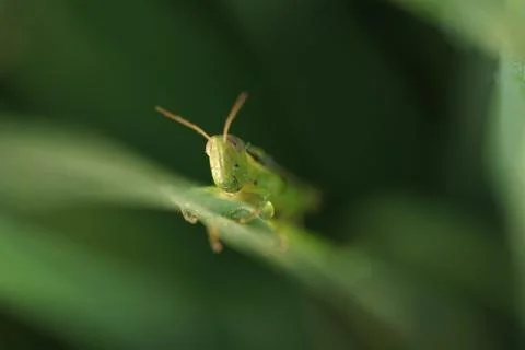 Macro insect 9039 Stock Photos