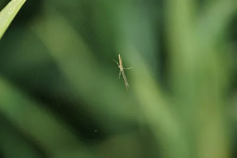 Macro insect 9043 Stock Photos