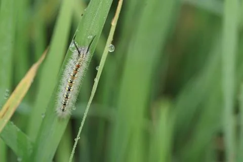 Macro insect 9111 Stock Photos