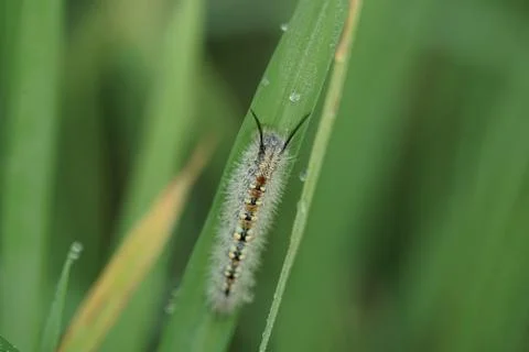 Macro insect 9118 Stock Photos