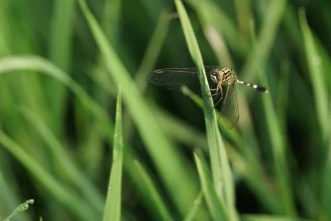 Macro insect 9155 Stock Photos