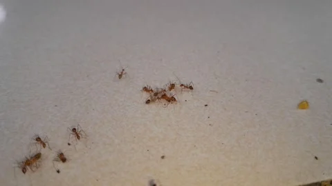 Macro insect activity Stock Footage 323591802