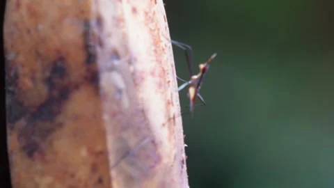 Macro insect on banana stem Stock Footage 319928332