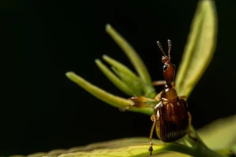 Macro insect Curculionoidea on leaf Stock Photos