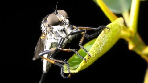 Macro insect detail on green leaf, slow motion, extreme close-up of robber fly Stock Footage 340952591