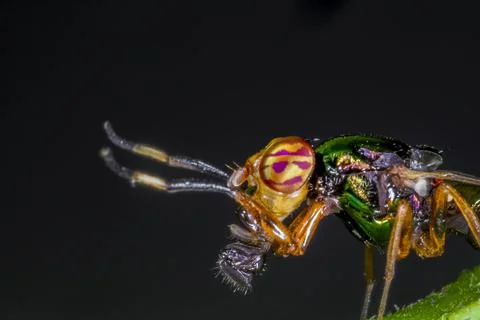 Macro insect eye strange pattern with kill Stock Photos