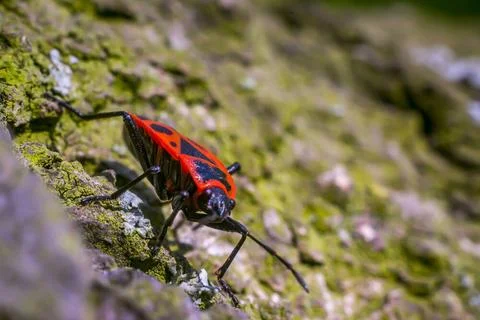 A macro insect fire bug close up in spring macro insect fire bug close up ... Foto stock
