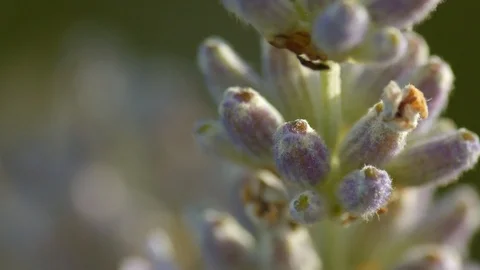 Macro of insect on flower Stock Footage 113145305