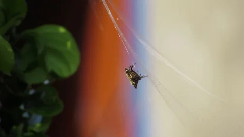 Macro insect garden weaver Stock Footage 93440403