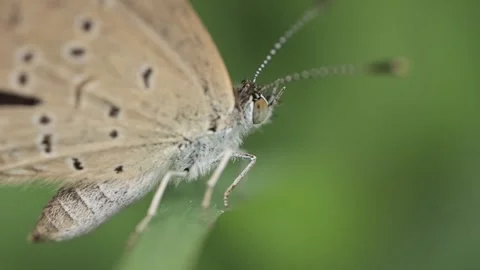 Macro of a insect on green background Stock Footage 322558569