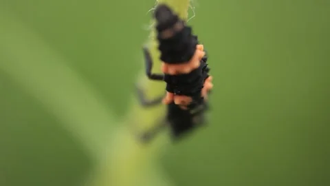 Macro of a insect on green background Stock Footage 322558572