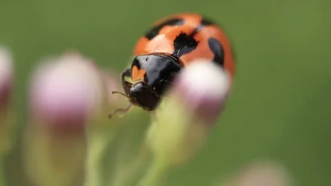 Macro of a insect on green background Stock Footage 322558573