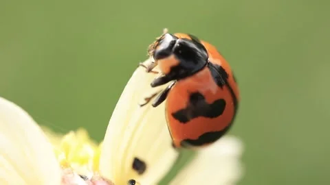Macro of a insect on green background Stock Footage 322558574