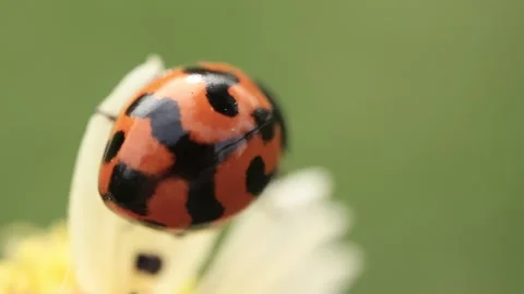 Macro of a insect on green background Stock Footage 322558576