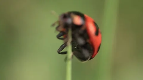 Macro of a insect on green background Stock Footage 322558577