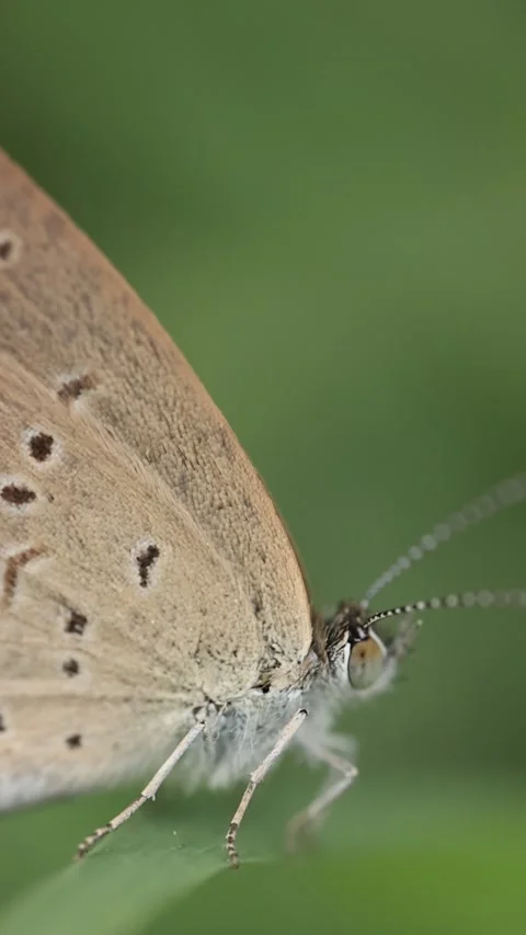 Macro of a insect on green background Stock Footage 322558580